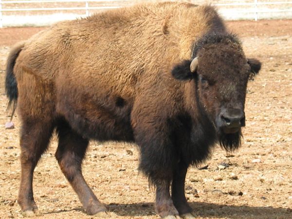 [buffalo_midium.jpg]