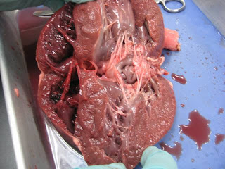 Forest in Ireland: What's inside the pig's heart!?