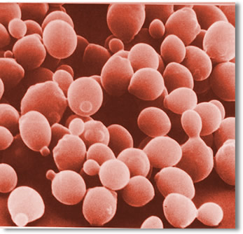 Fungus Yeast