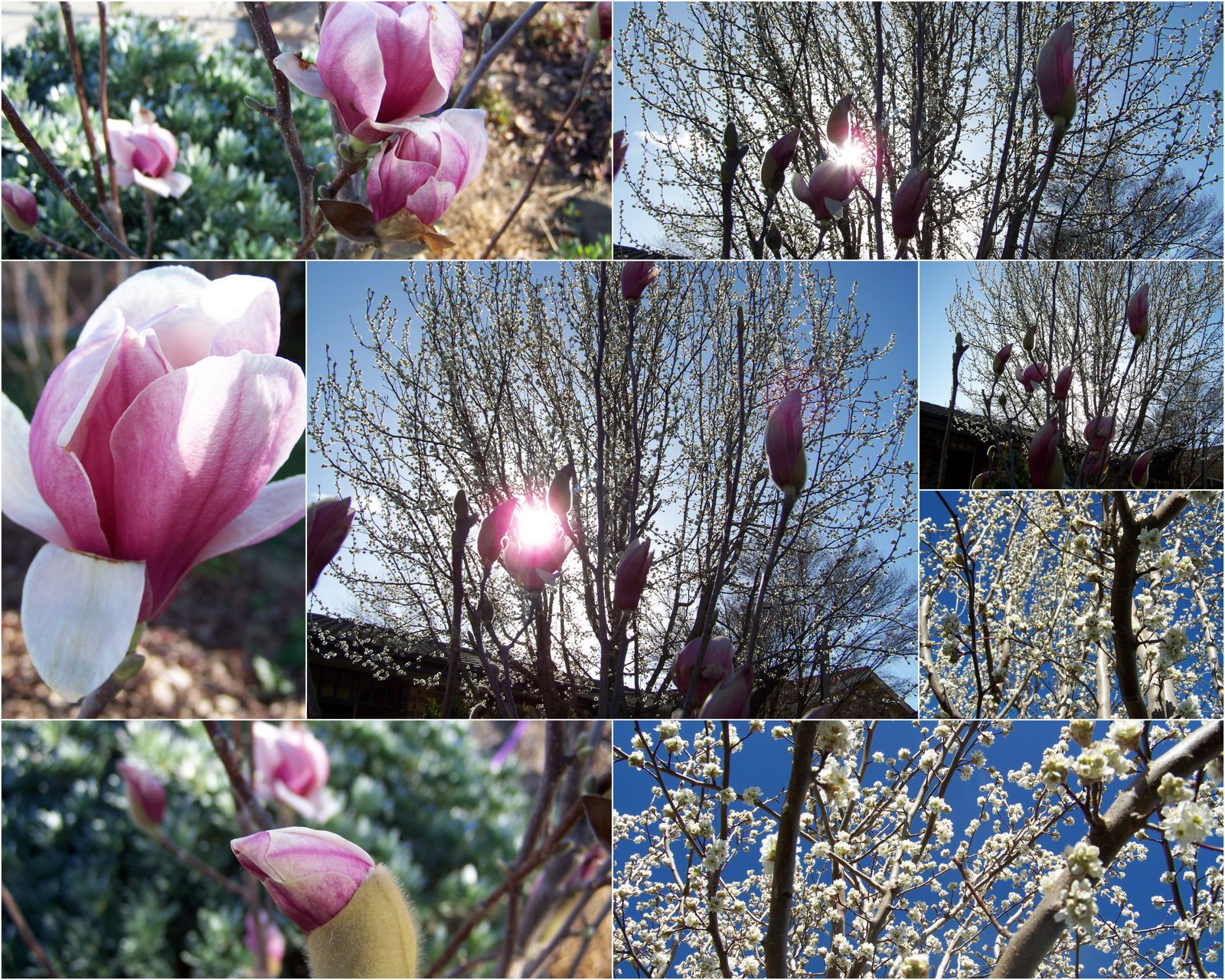 [Early+Spring+2009.jpg]