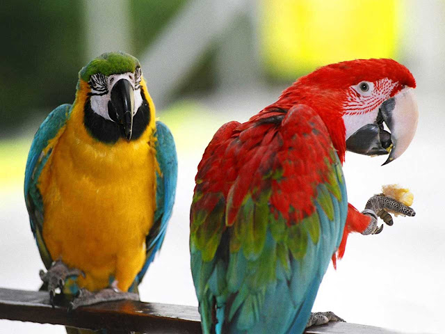 Parrot-Wallpapers-0105