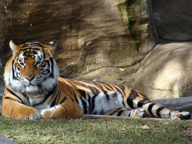 Tiger-Wallpapers-0108