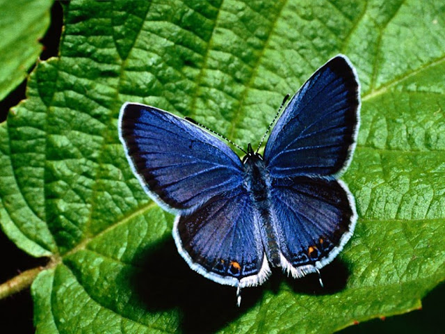 Butterfly Wallpapers 0107