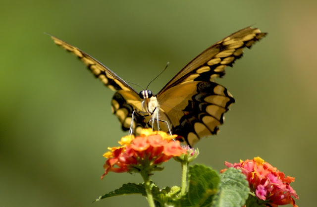 Butterfly Wallpapers 0105
