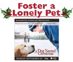 CityDog Blog: Foster a Lonely Pet for the Holidays