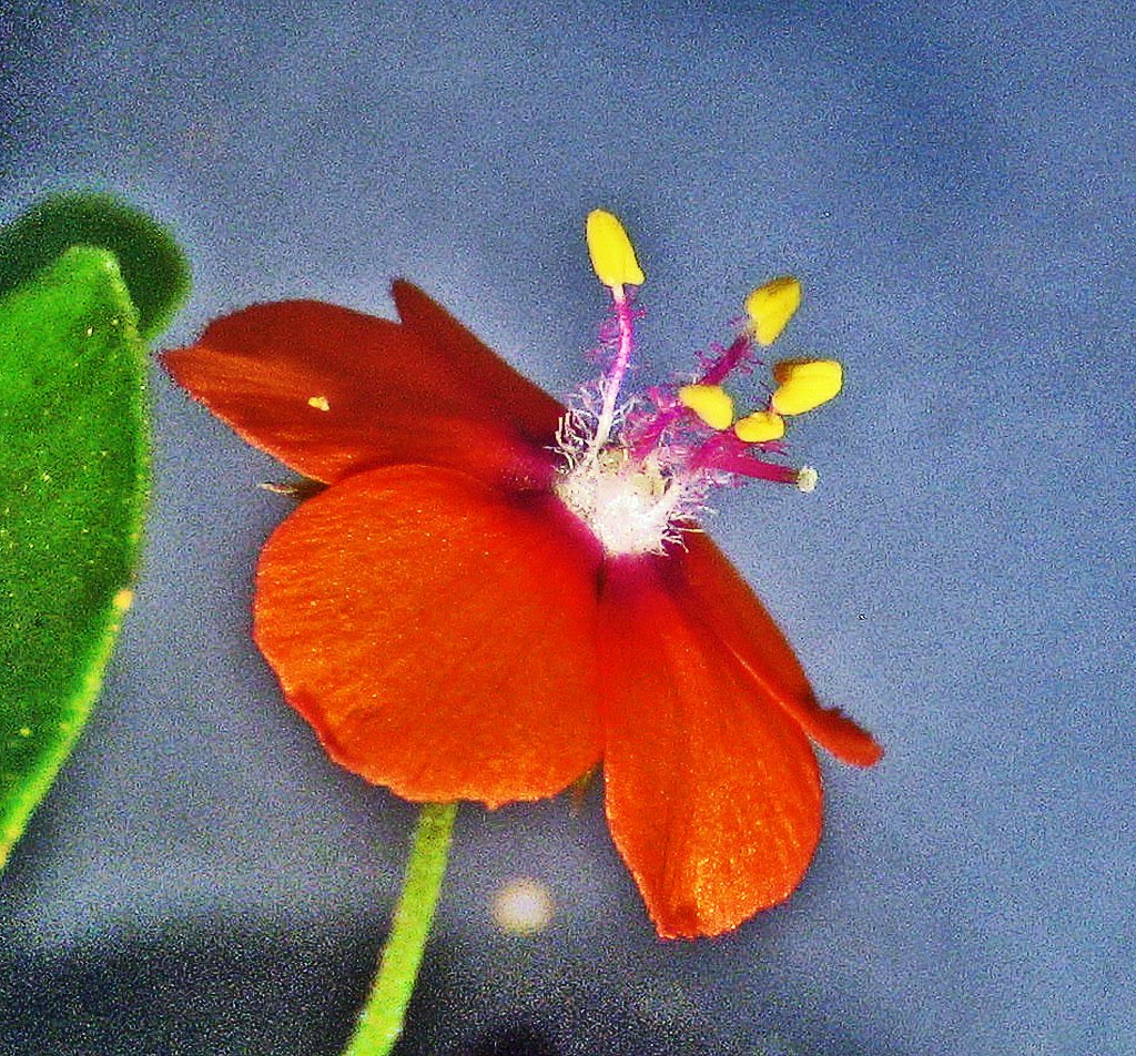 scarlet pimpernel Scarlet pimpernel definition, see under pimpernel see more. scarlet pimpernel Scarlet pimpernel definition, see under pimpernel see more.
