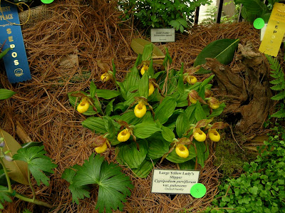 Cypripedium parviflorum var. pubescens