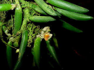 Dendrobium lichenastrum v. prenticei