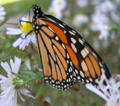 butterfly photo