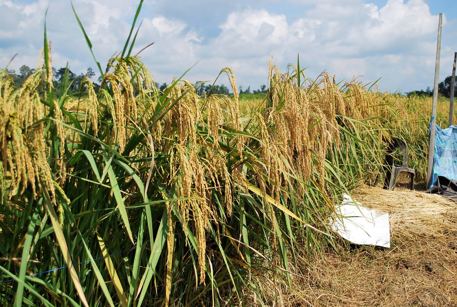 IskandarWorld: Tragedi di sawah padi