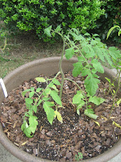 Fall Tomato in Planter