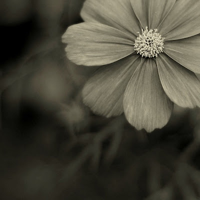 black and white photography flowers. lack and white photography