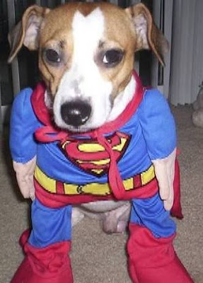 superman-puppy.jpg