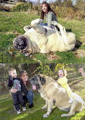 big dog funny