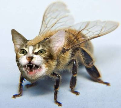 bee-cat.jpg