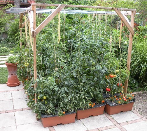 Twine Trellis