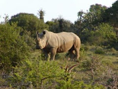 White Rhinoceros