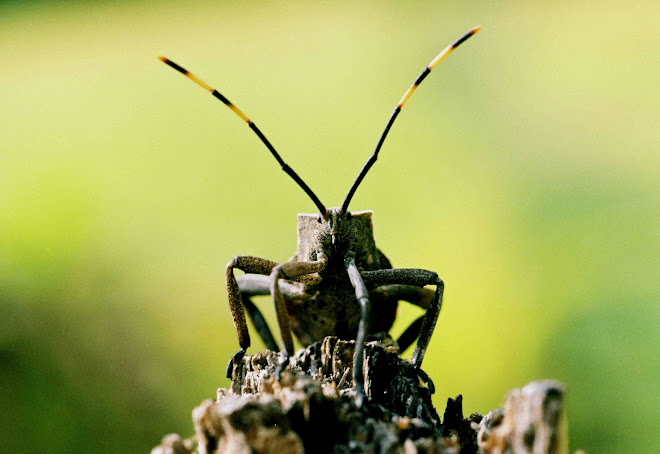 Bugs of sri lanka