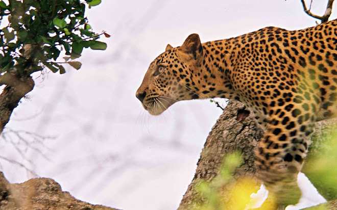 Leopard of Sri Lanka