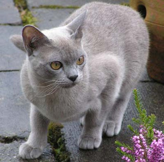 burmese cats