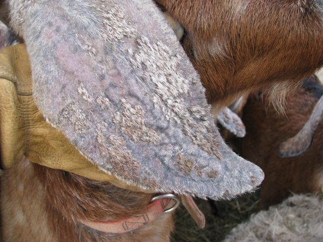 Blue Ridge Hobby Farm: Ear Mites in Goats