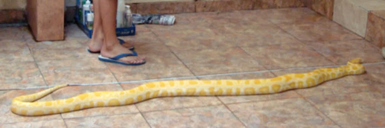 snake albino