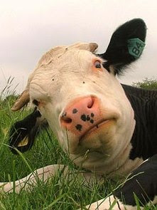 Cow Cow