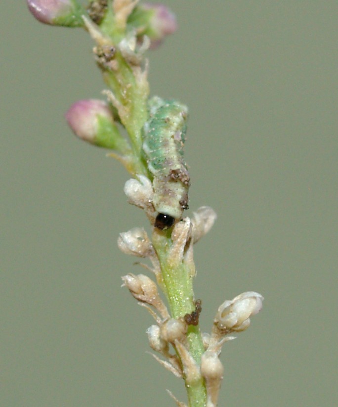 Trabutina Mannipara