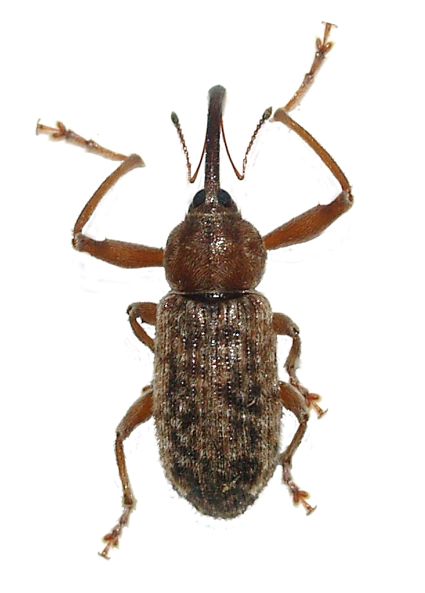 Bed Bugs Cottonwood Arizona Bed Bugs Cottonwood Arizona