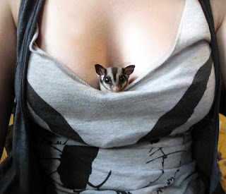 Cats In Racks