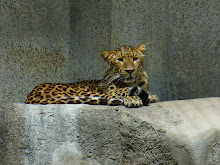North China Leopard