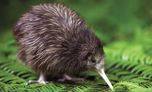 Quick Kiwi