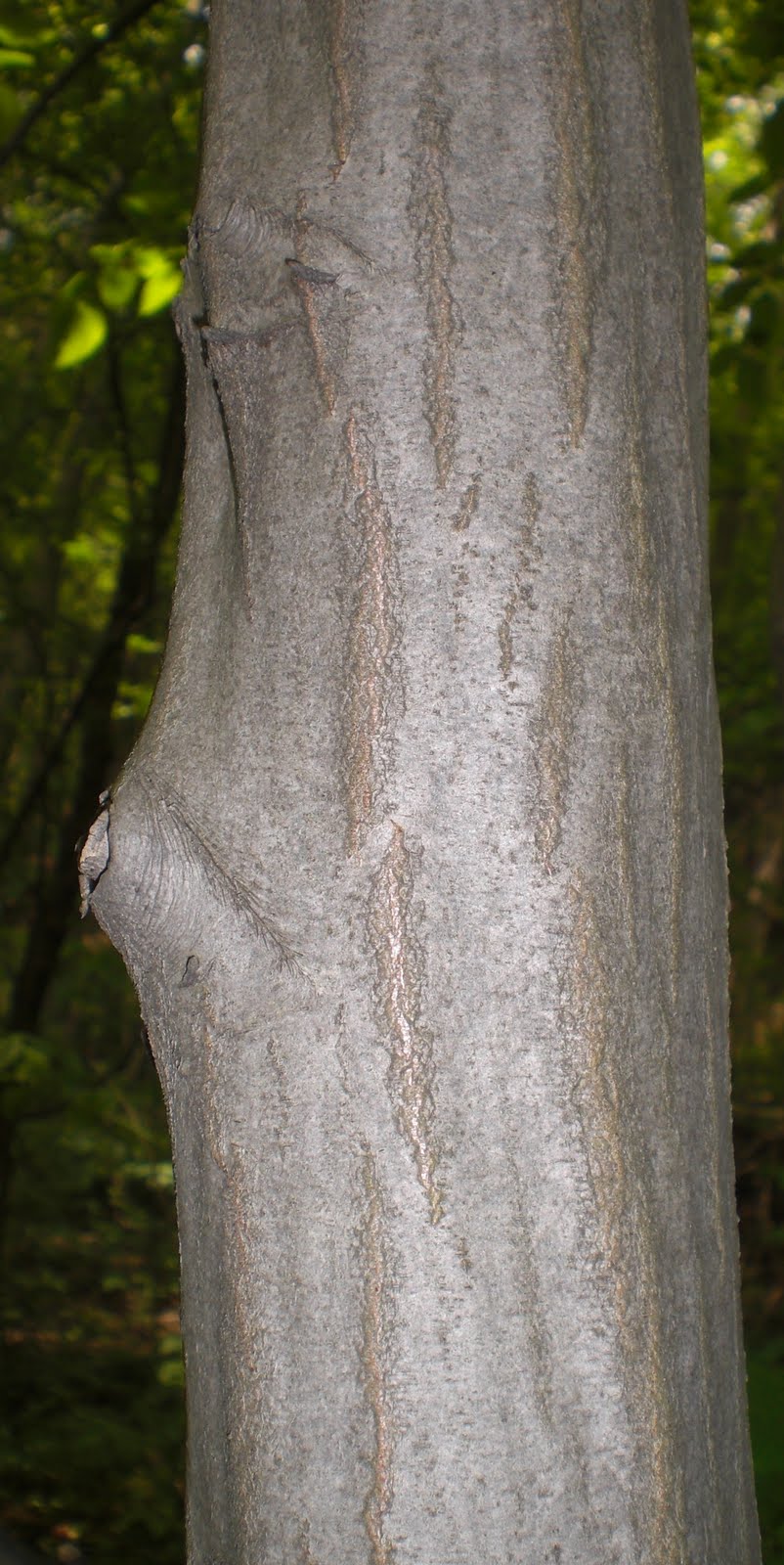 Tom's Trees: Musclewood (Carpinus caroliniana)