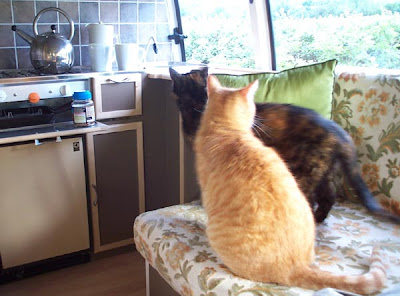 Cats in our converted camper van