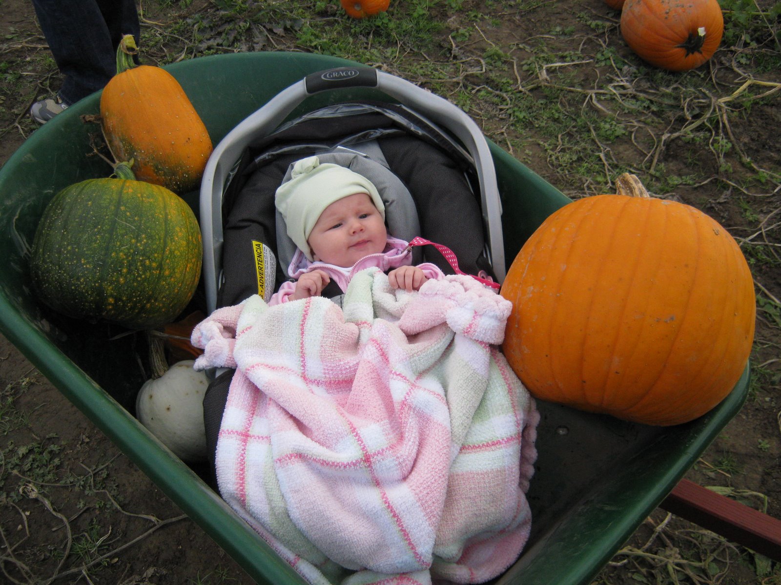 [Maicey+and+pumpkins+in+wheelbarrel.JPG]