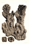 Acropora palmata