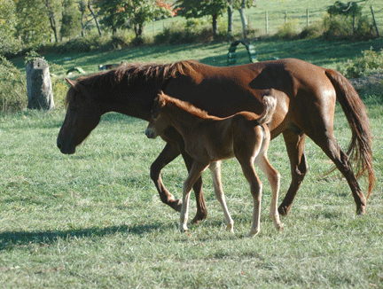 come and see the new baby horse...he is a work of art