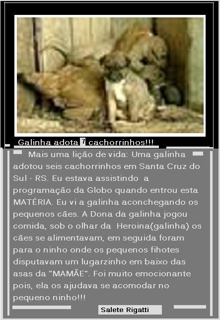 CÃES ADOTADOS POR UMA GALINHA