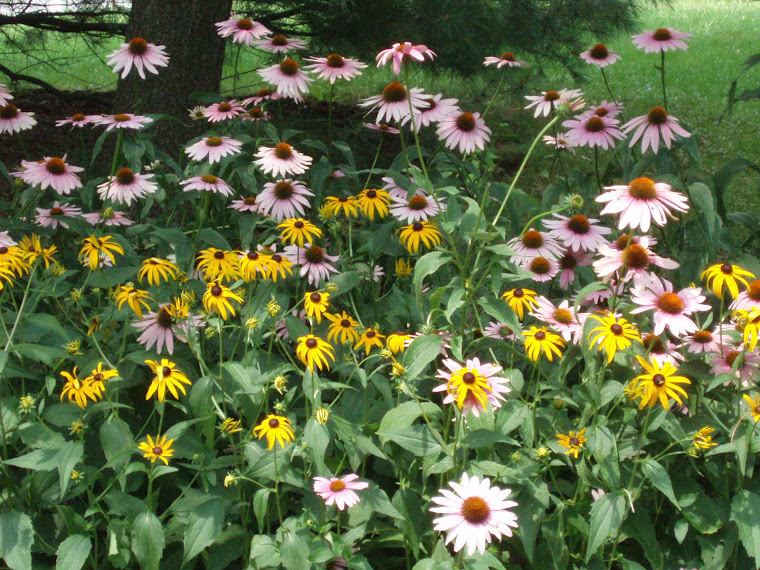 Daisies/Cone Flowers