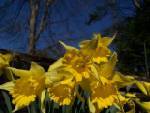 Tennessee Daffodils