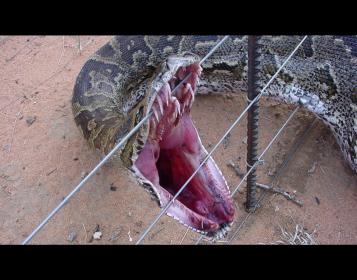 [media_cobra-assustadora-de-boca-aberta-d2d8d.jpg]