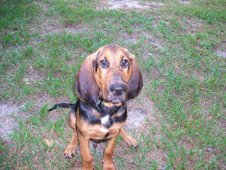 Huckleberry