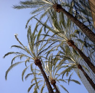 LA Palms
