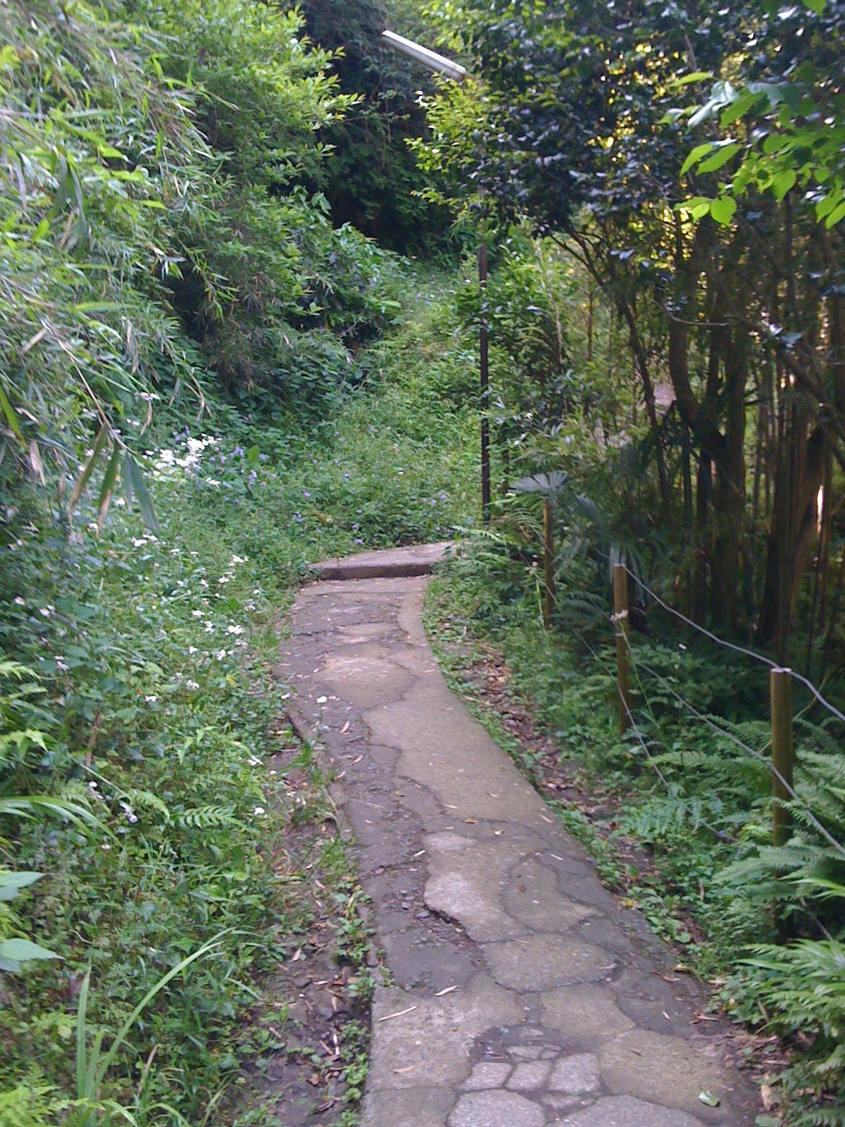 Bamboo Stone