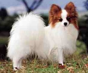 Dog Breeds Starting With Sp Dog Breeds Starting With Sp