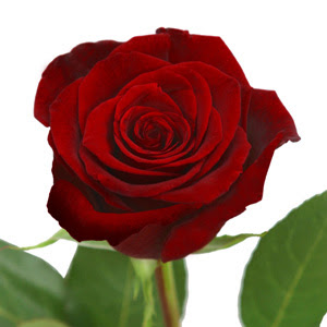 Valentines day rose