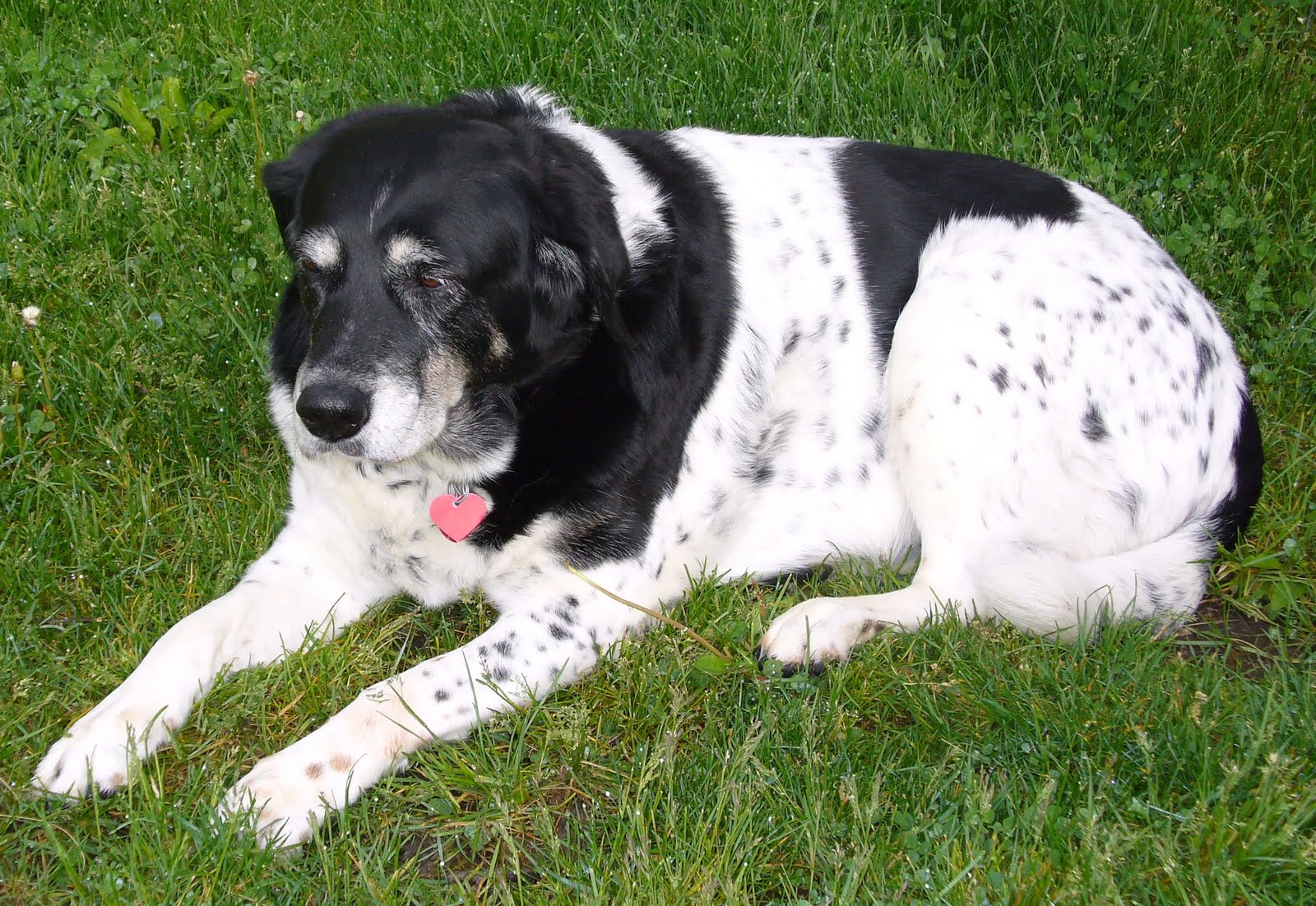 Old Dog Dialog Peripheral Vestibular Syndrome What every old dog