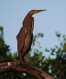 Bare-throated Tiger Heron