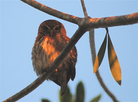 Ferruginous Pygmy-Owl