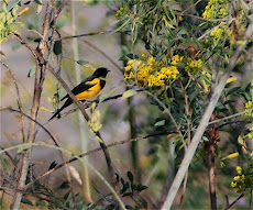 Black-vented Oriole